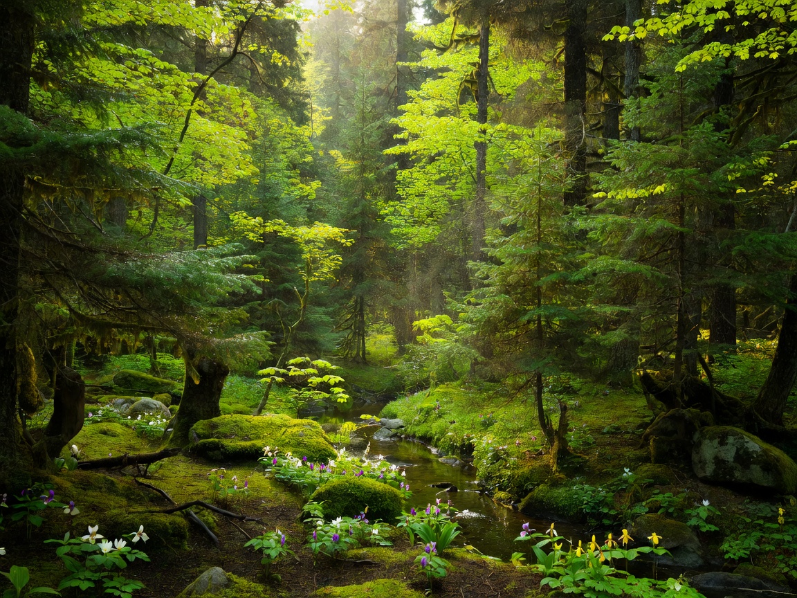 Lush green forest representing Spring in Canada